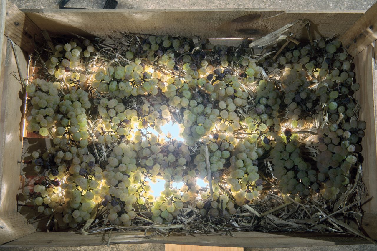 Vignoble Technique Vin de paille VDP-0004